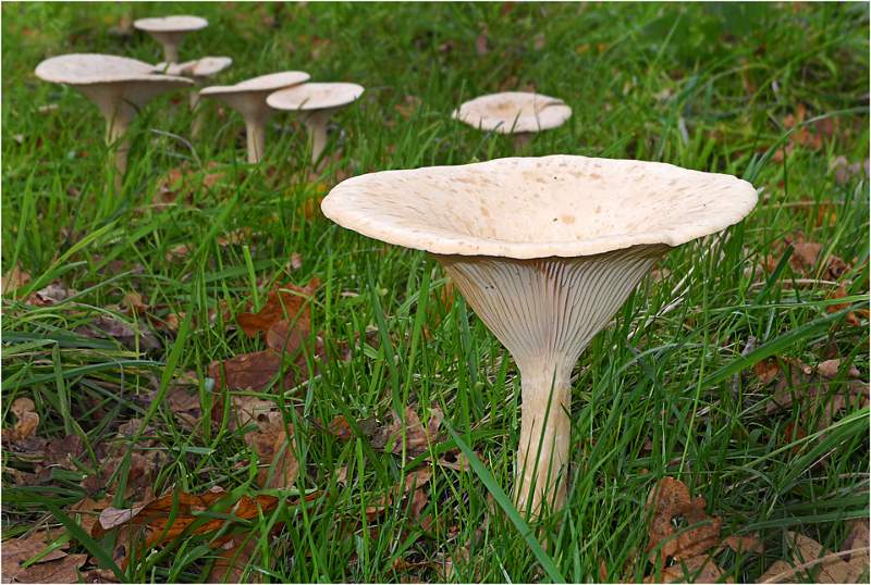 Common funnel - Marion Rose.jpg -                                